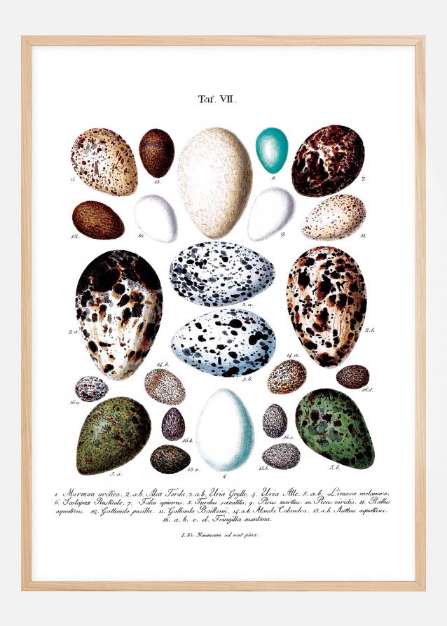 Gravura didática de ovos de aves Póster