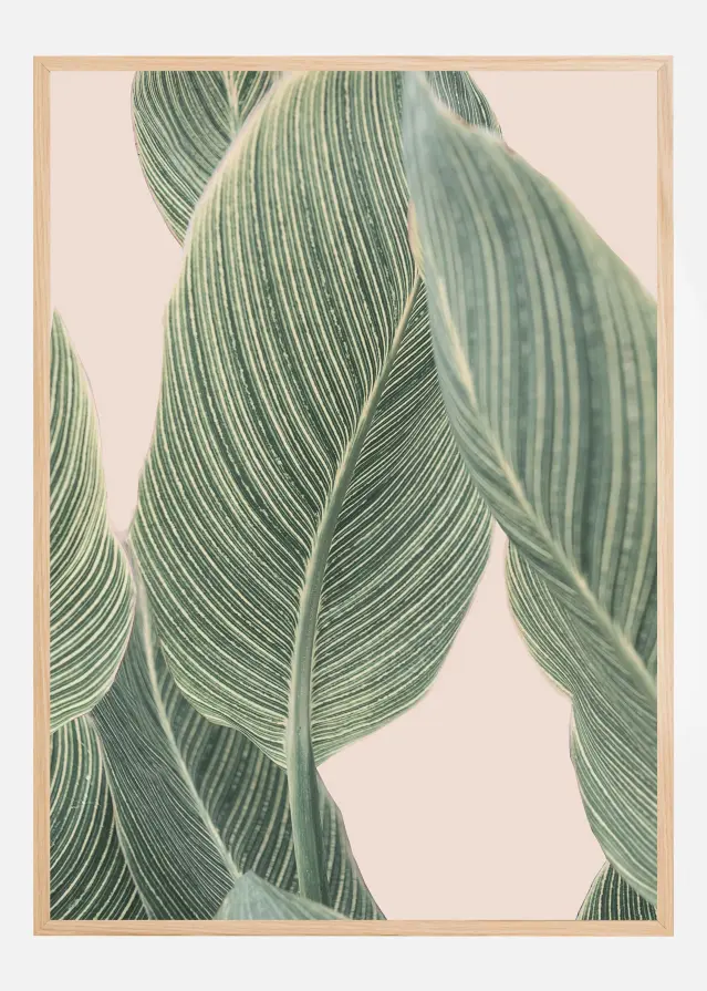 Calla Leaf Póster
