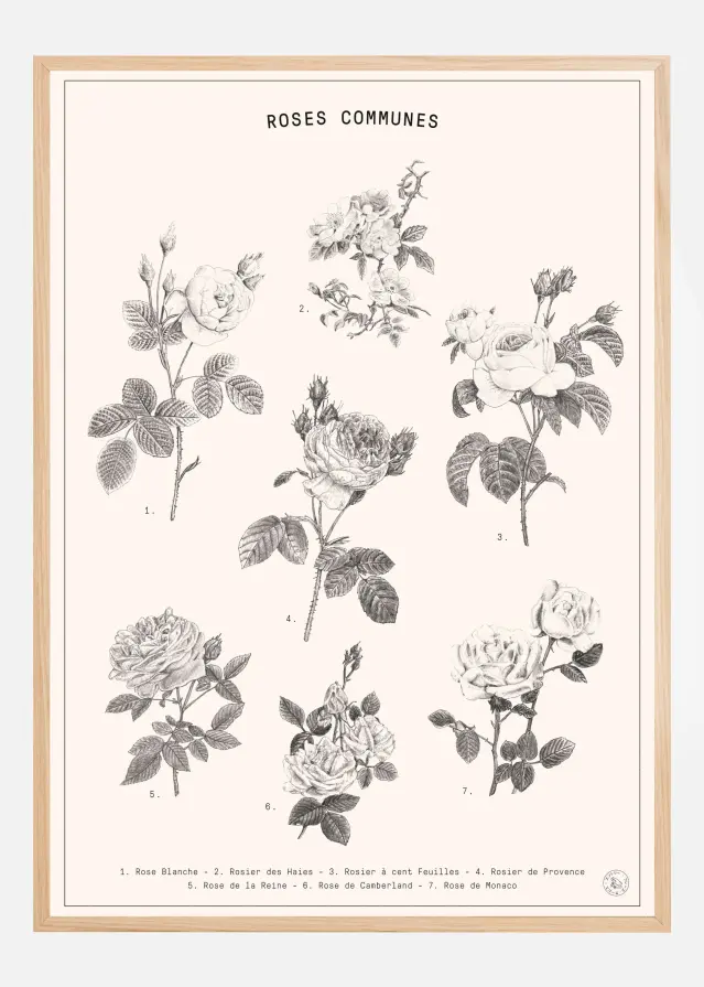 Roses Póster