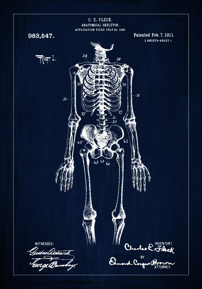 Desenho de patentes - Esqueleto anatómico I - Azul Póster