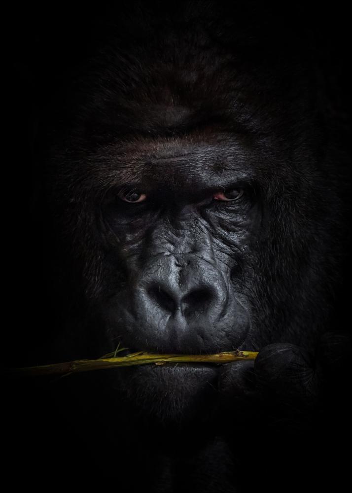 Mysterious gorilla Póster