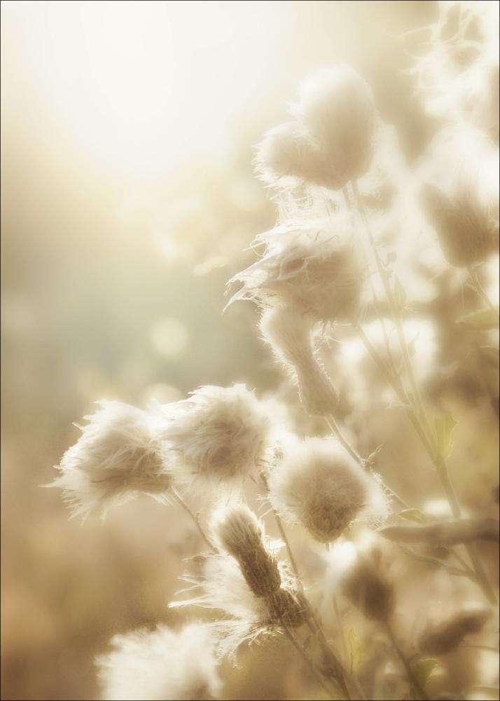 Fluffy flowers Póster