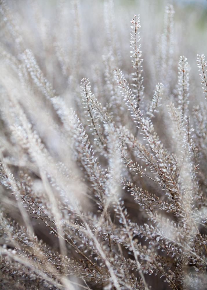 Frosty Grass Póster