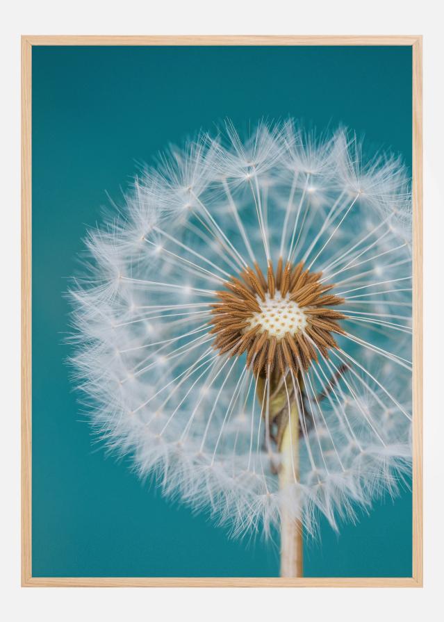 Dandelion Macro Sky Póster