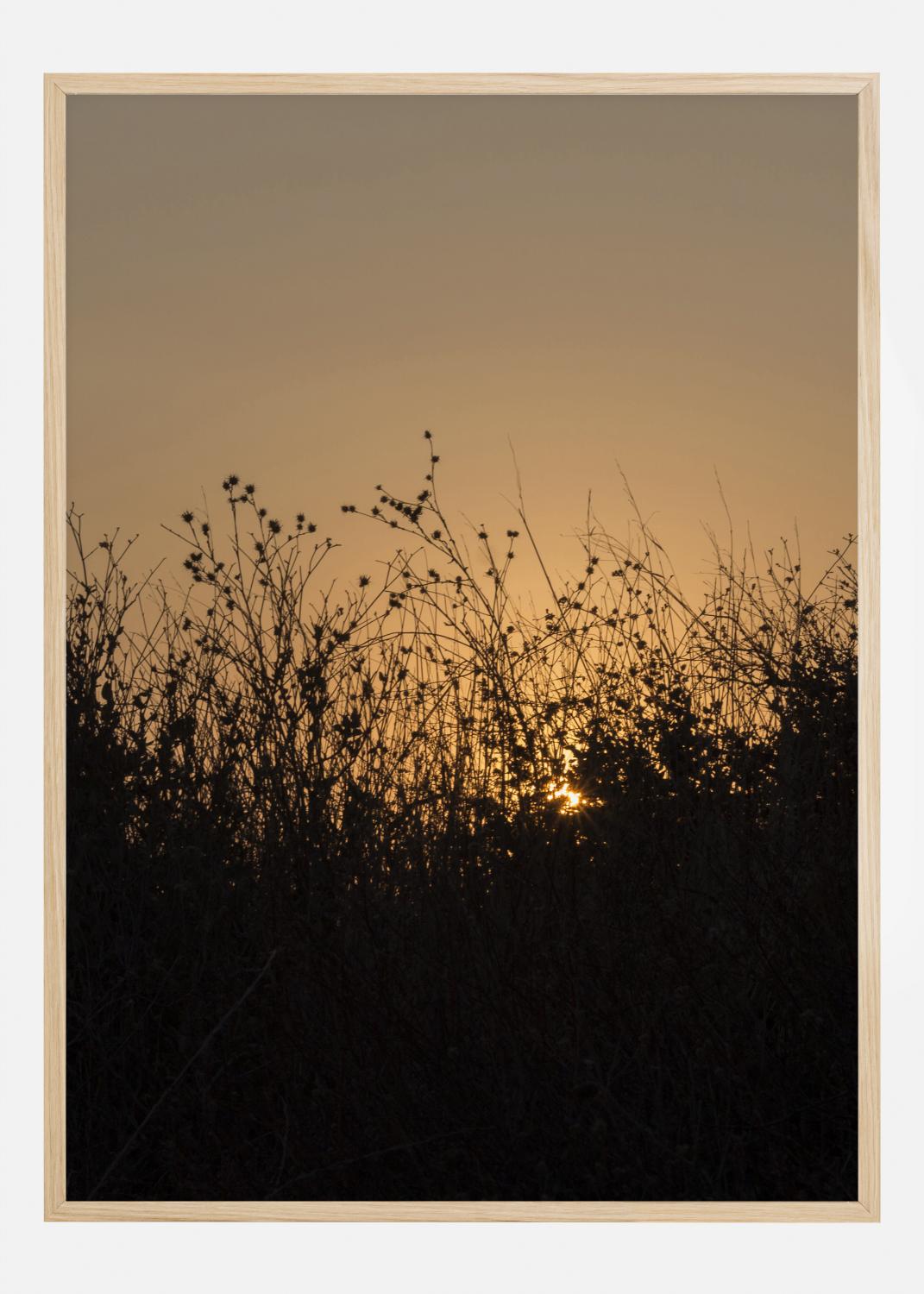 Product Image for Sneak Peak On Sun Póster (21x29.7 cm (A4))