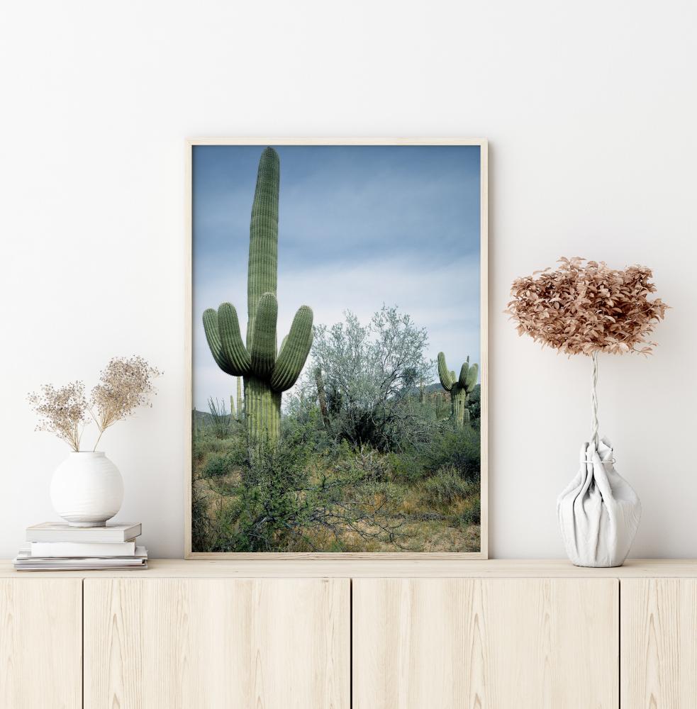 Cactus Land Póster