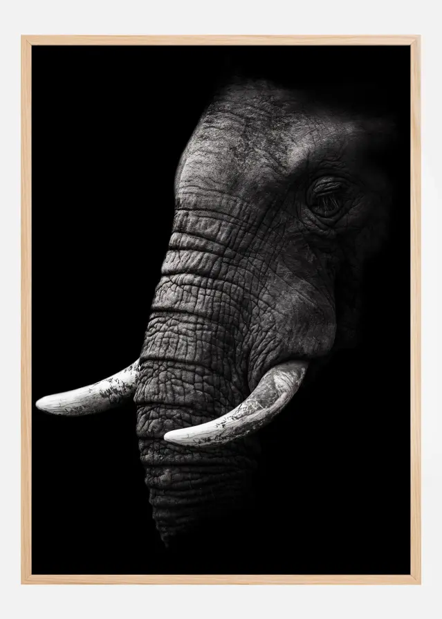 Portrait Elephant Póster