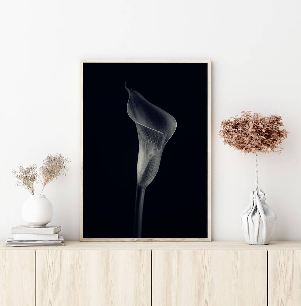 Calla Lily Póster