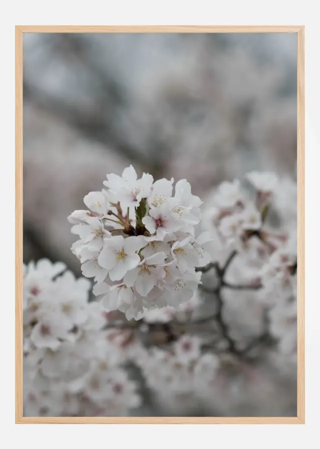 Cherryblossom Póster