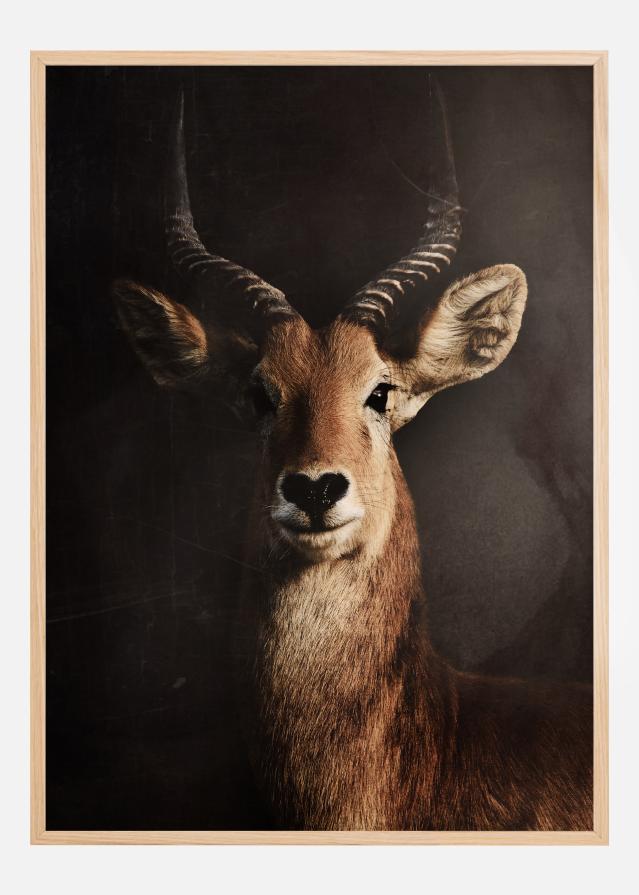 Antelope Póster