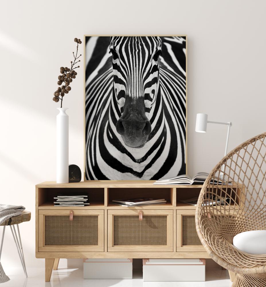 Zebra Póster