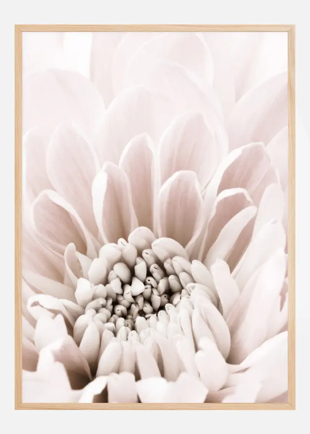 Chrysanthemum I Póster