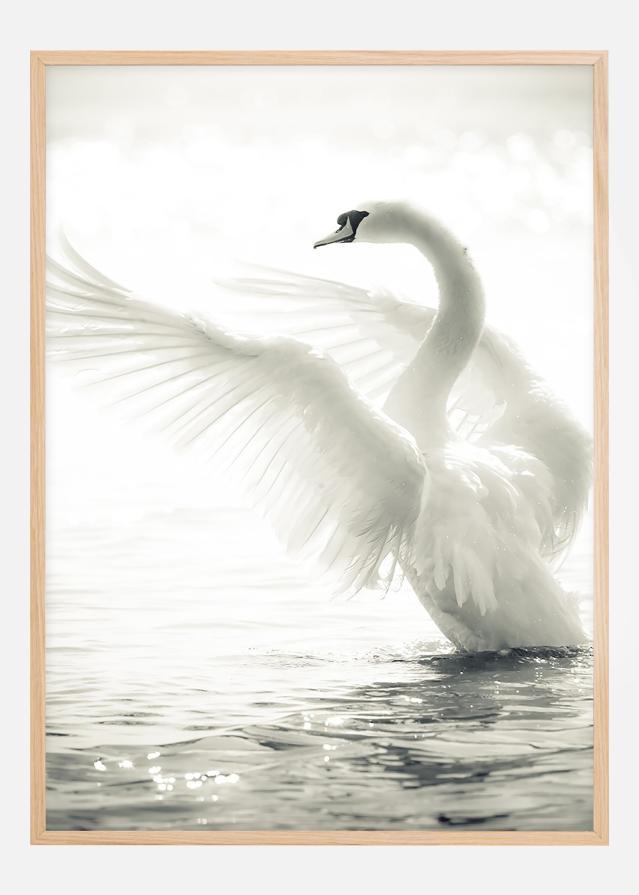 Swan Póster