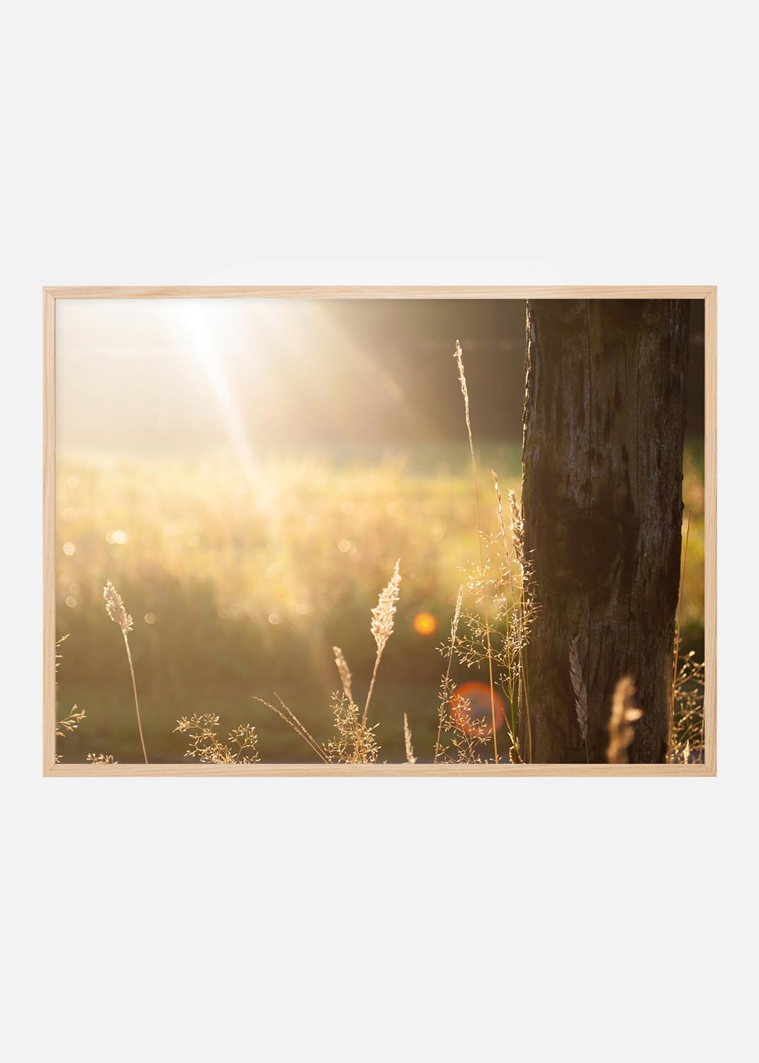 Product Image for Raio de sol - Póster (30x40 cm)