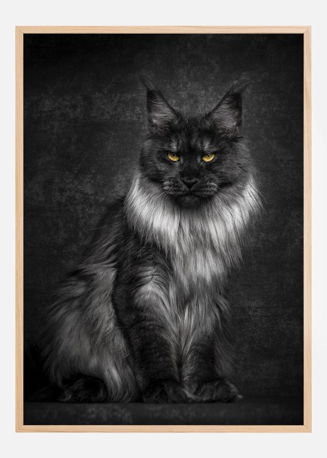 Maincoon Póster