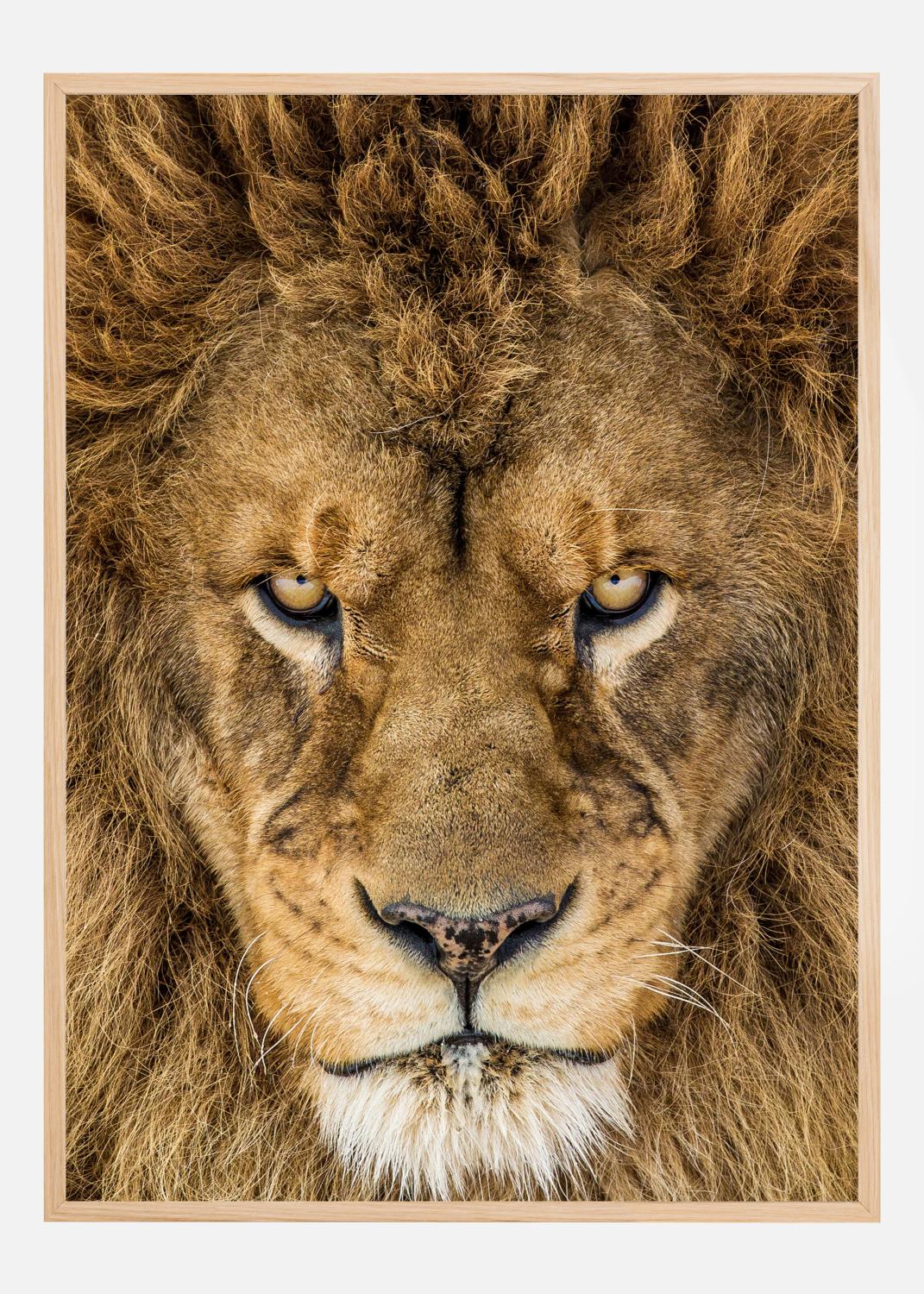 Product Image for Serious Lion Póster (21x29.7 cm (A4))