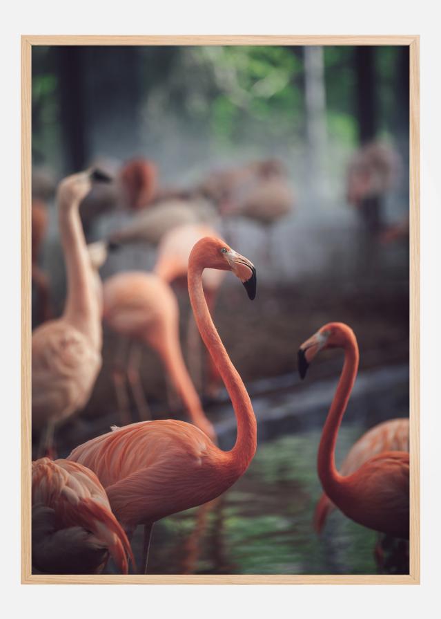 Flamingo Póster