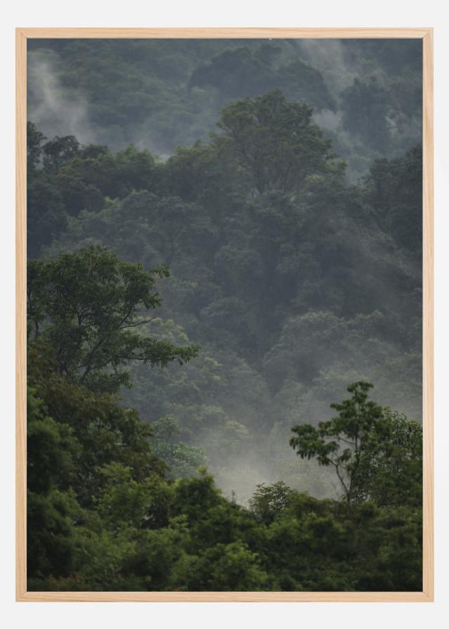 Rainforest Póster