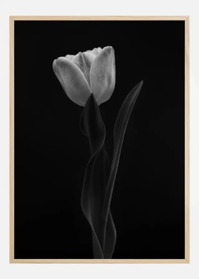 Tulip Póster