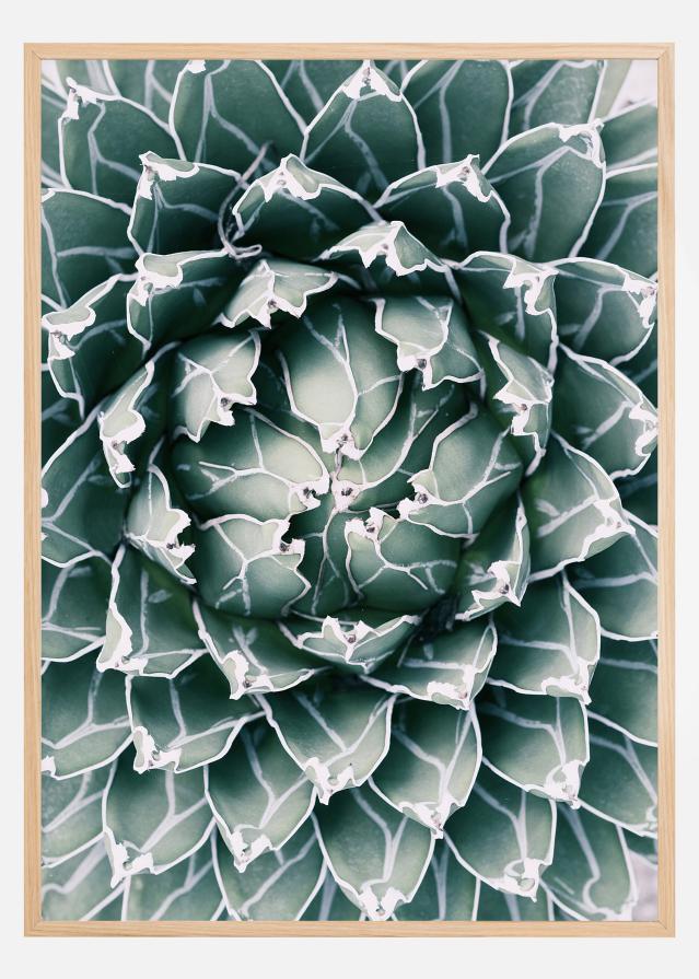 Plant Póster