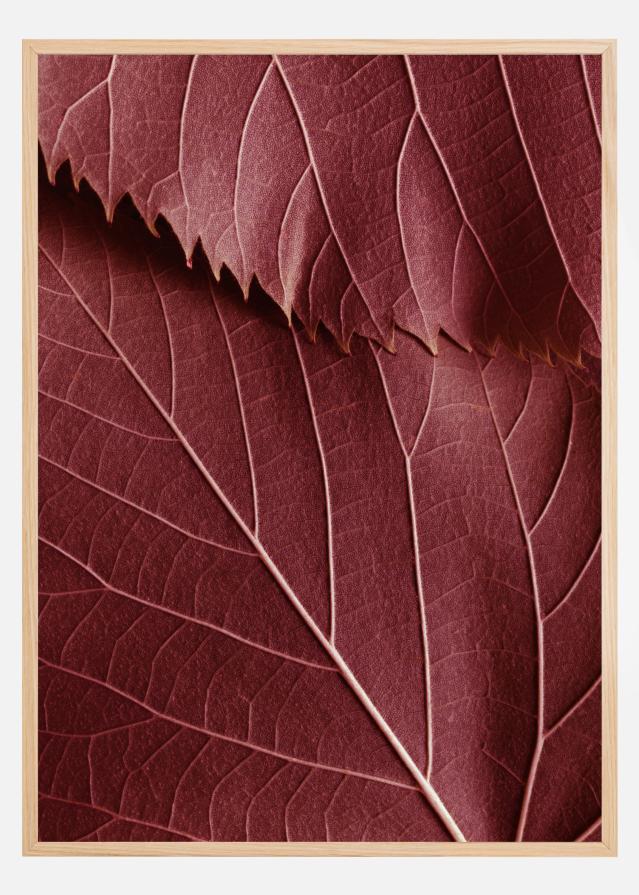 Red Leaves Póster