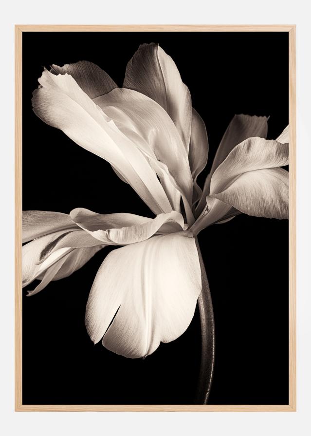 Dfolha Macro Flower Póster
