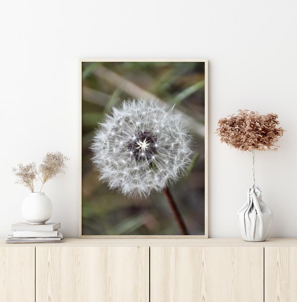 Dandelion Póster