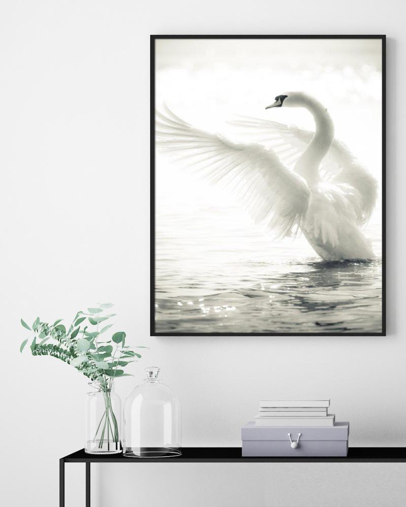 Swan Póster