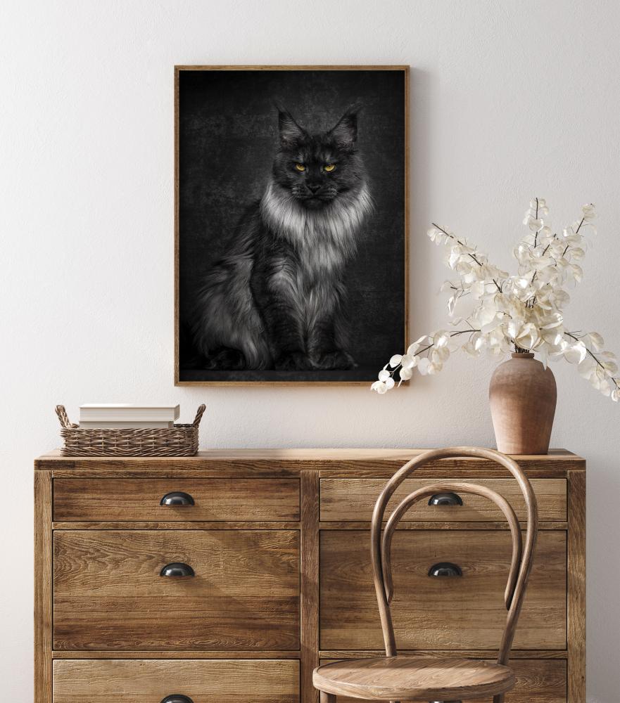 Maincoon Póster