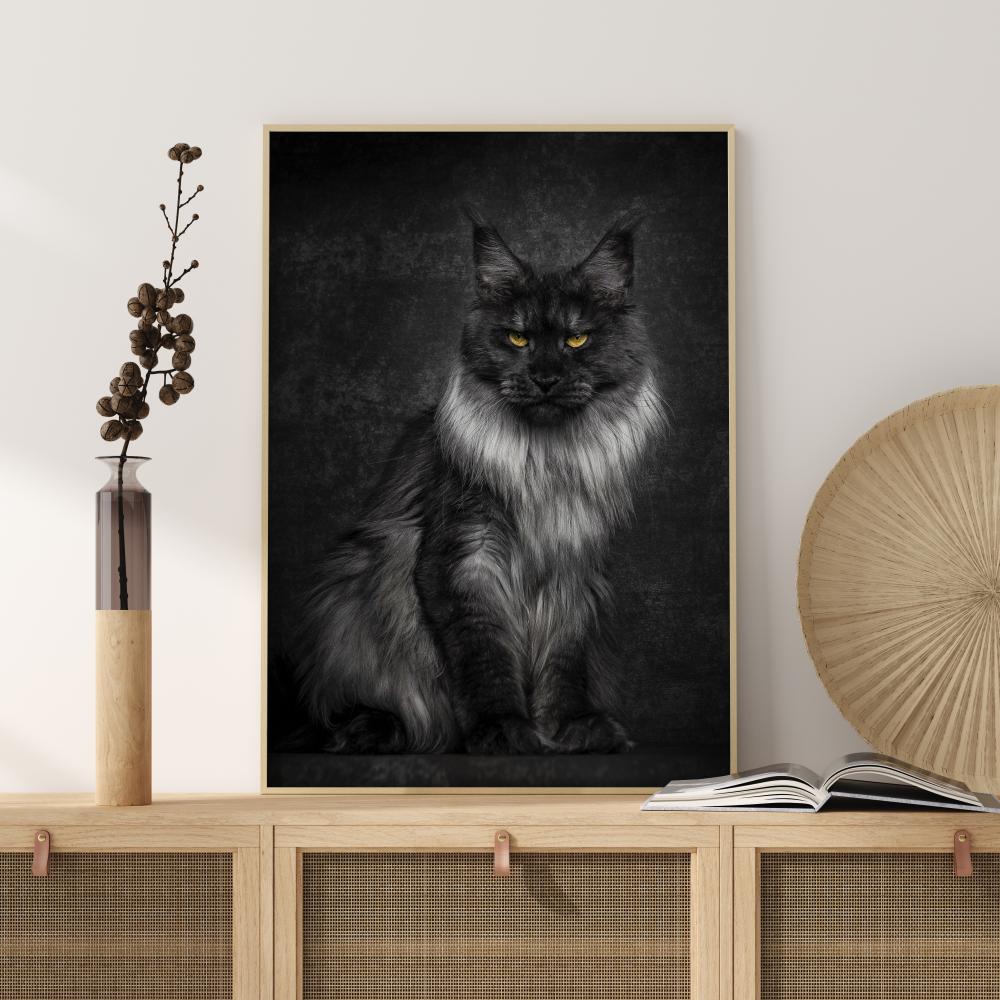 Maincoon Póster