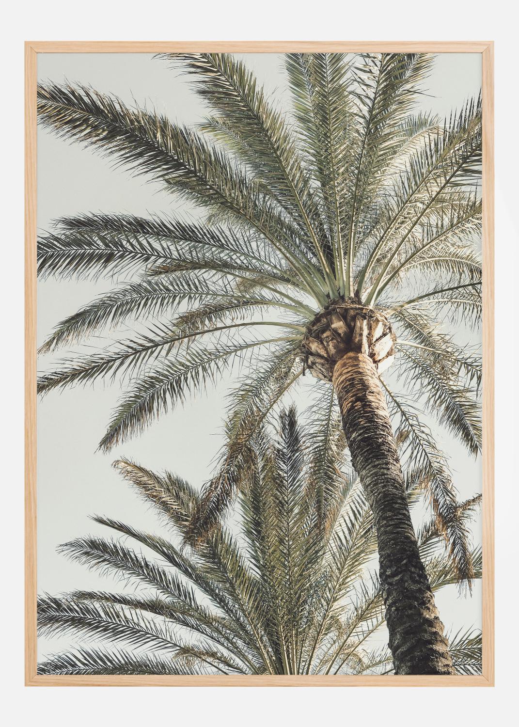 Product Image for Palm 005 Póster (21x29.7 cm (A4))