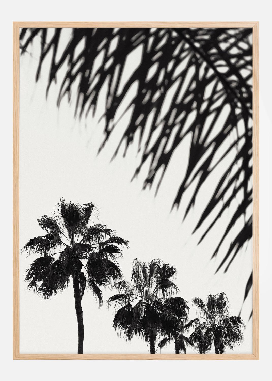 Product Image for Palm 006 Póster (21x29.7 cm (A4))