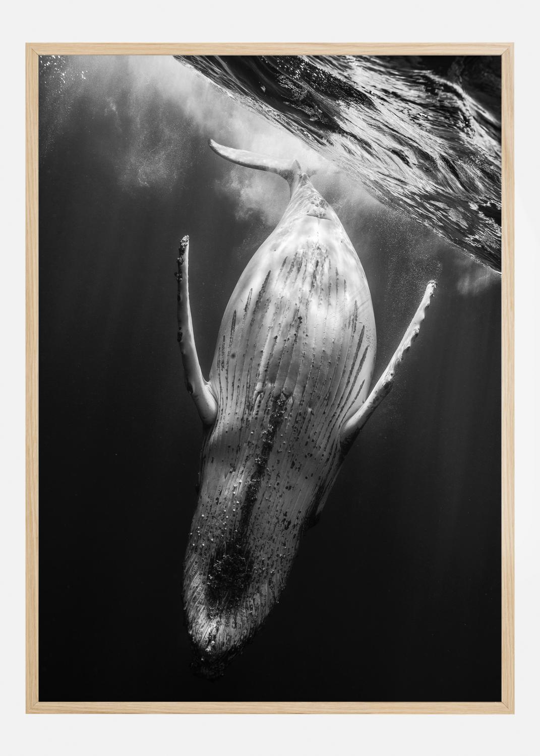 Product Image for Cartaz de uma baleia preta (70x100 cm)