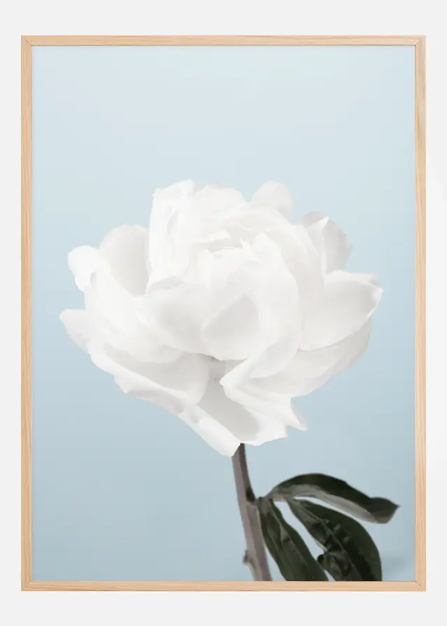 Peony Póster