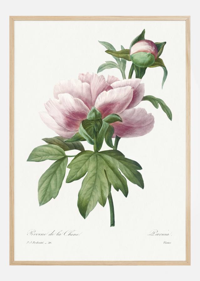 Peony Póster