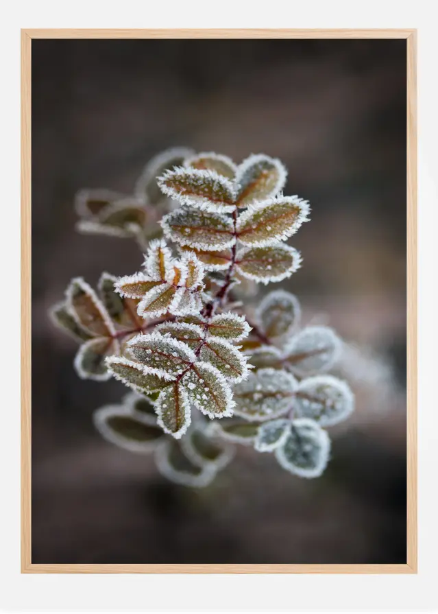 Frosty rose petals Póster