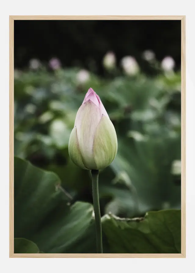 Peony Field Póster