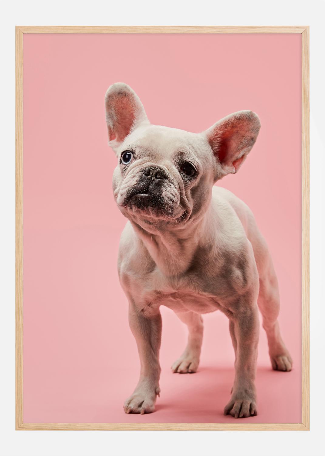 Product Image for French bulldog puppy Póster (21x29.7 cm (A4))