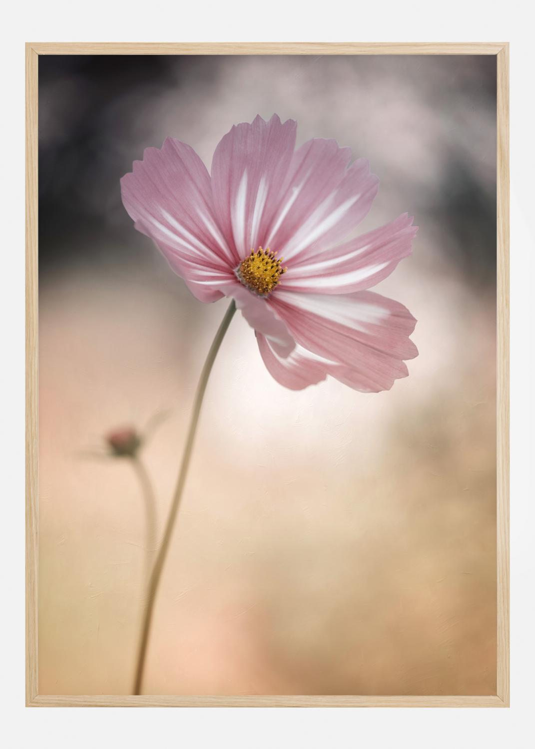 Product Image for Cosmos Póster (21x29.7 cm (A4))