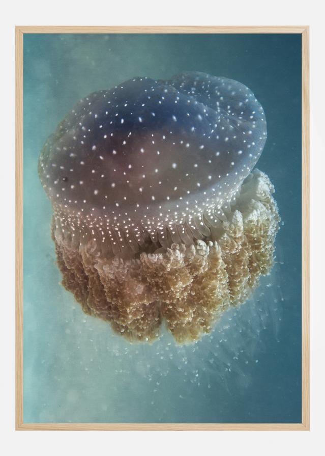 Jellyfish Phylorhiza punctata Póster