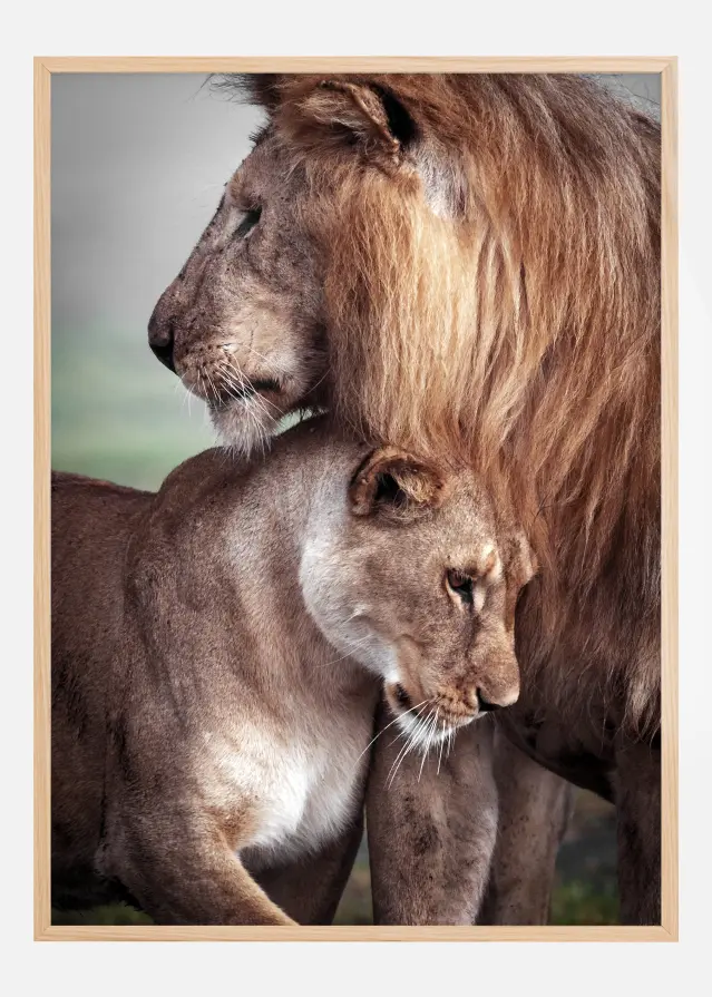 Wild Lion Love Póster