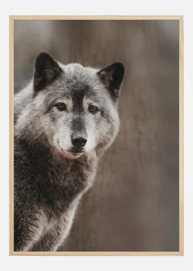 Wolf Póster