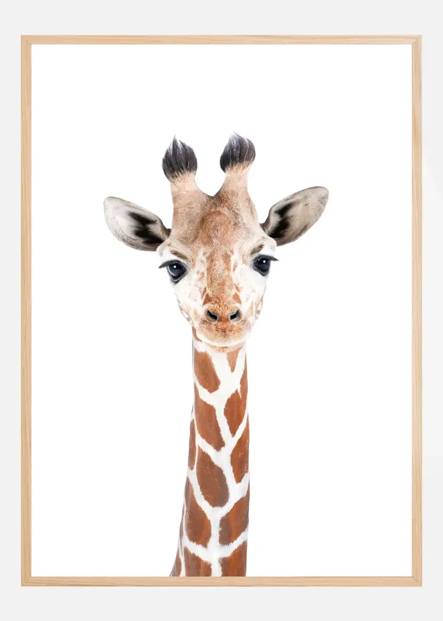 Baby Giraffe Póster