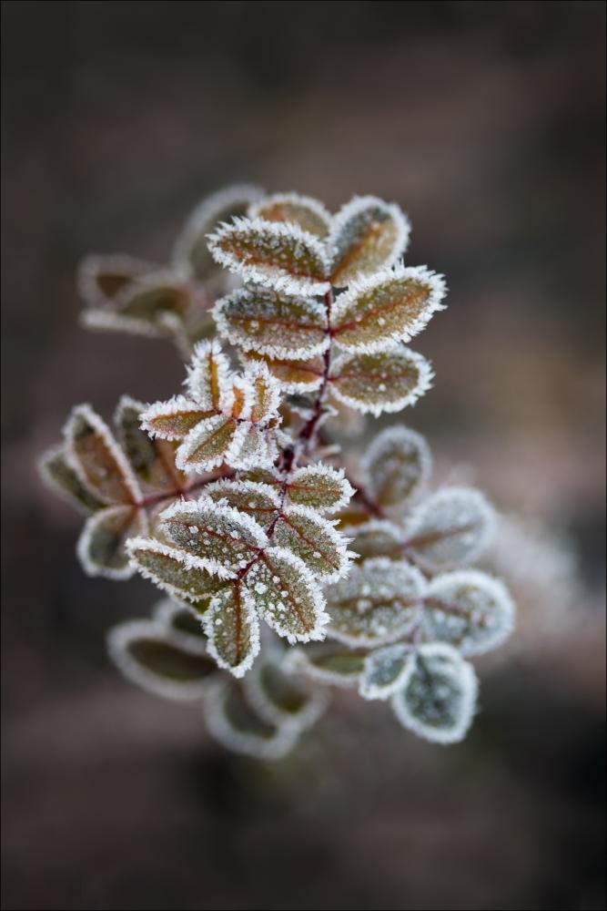 Frosty rose petals Póster