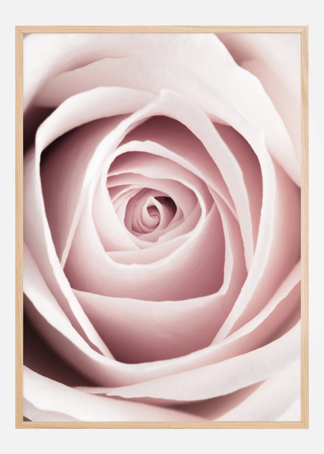 Pink Rose Póster