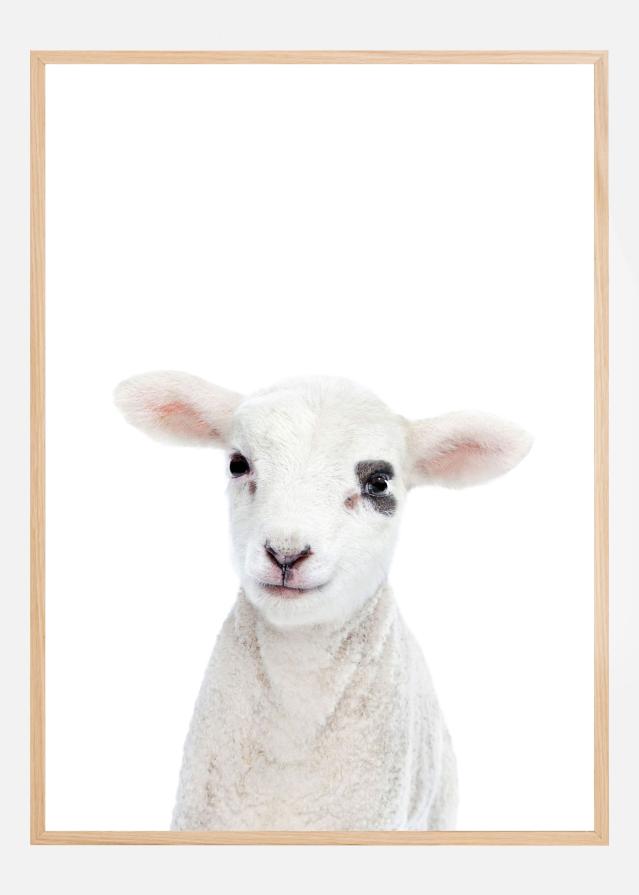 Baby Lamb Póster