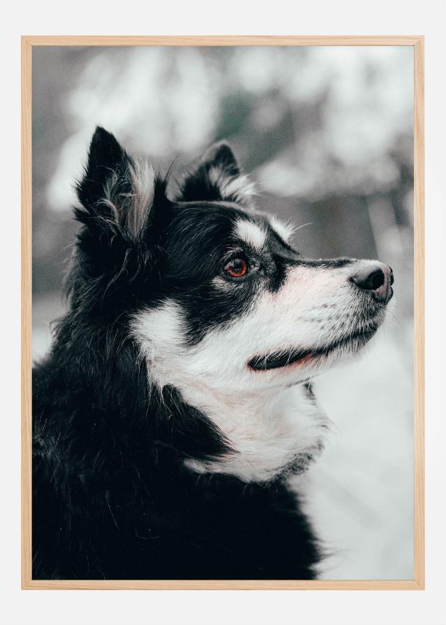 Finnish Lapphund Póster