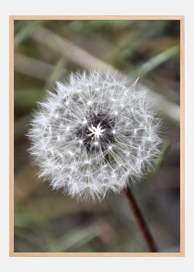 Dandelion Póster