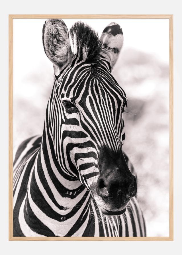 Zebra Póster