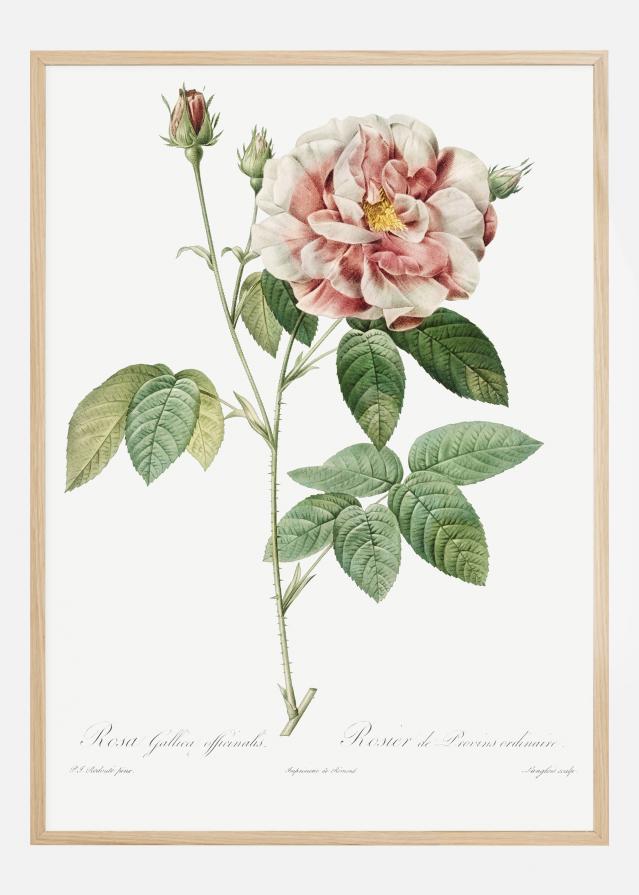 Rose Póster